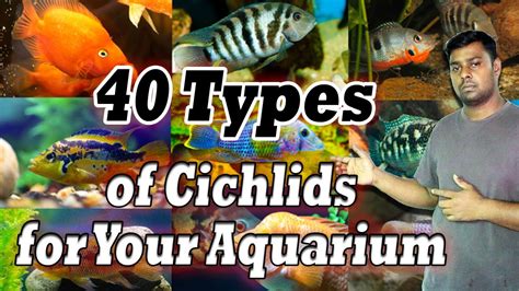 cichlid fish|40 Types of Cichlids for Your Aquarium (With Info & Pictures).